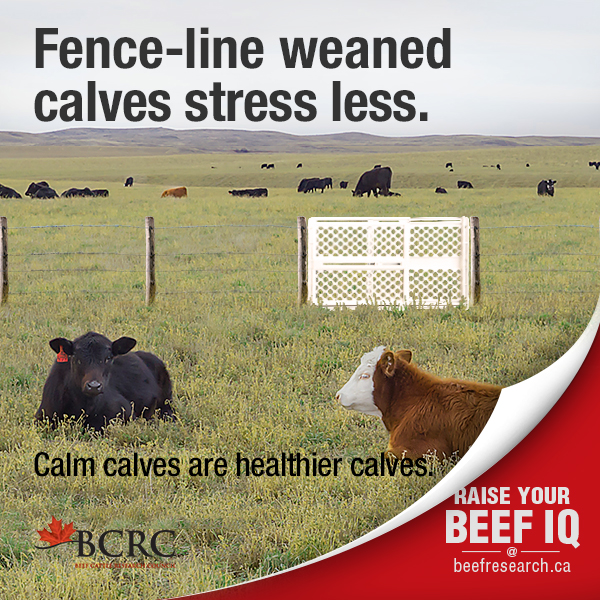 fence-line weaning