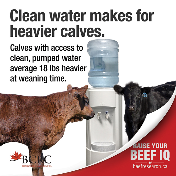 Calves with access to clean, pumped water average 18lbs heavier at weaning