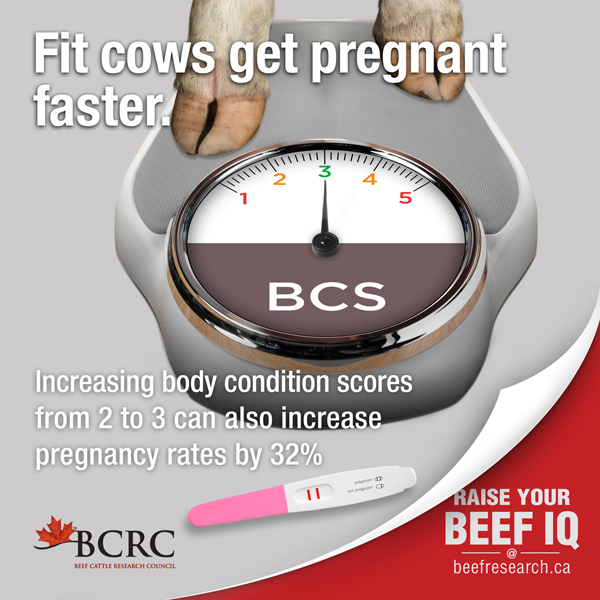 Increasing body condition scores from 2 to 3 increase pregnancy rates