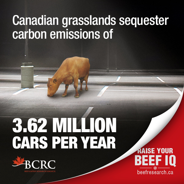 Canadian grasslands sequester carbon emissions of 3.62 million cars a year