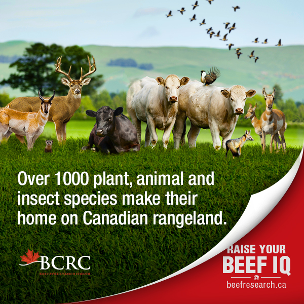 Over 1,000 plant, animal and insect species make their home on Canadian rangeland.