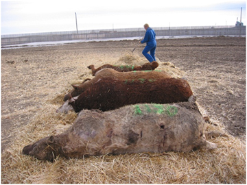 Initial lay out of carcasses on straw