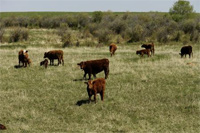 Cattle Nutrient Cycles