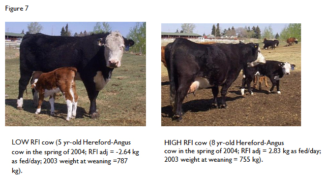 High versus low RFI beef cows