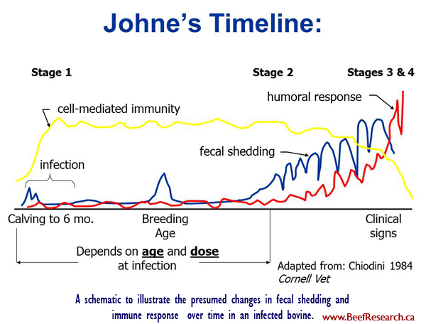 Johnr'd Disease timeline in cattle