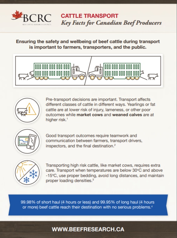 cattle transport key facts for beef producers infographic