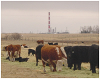 Western Canada Beef Productivity