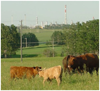 Western Canada Beef Productivity